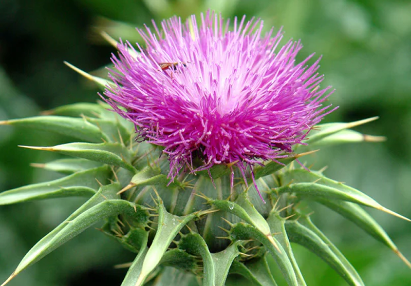 Milk Thistle
